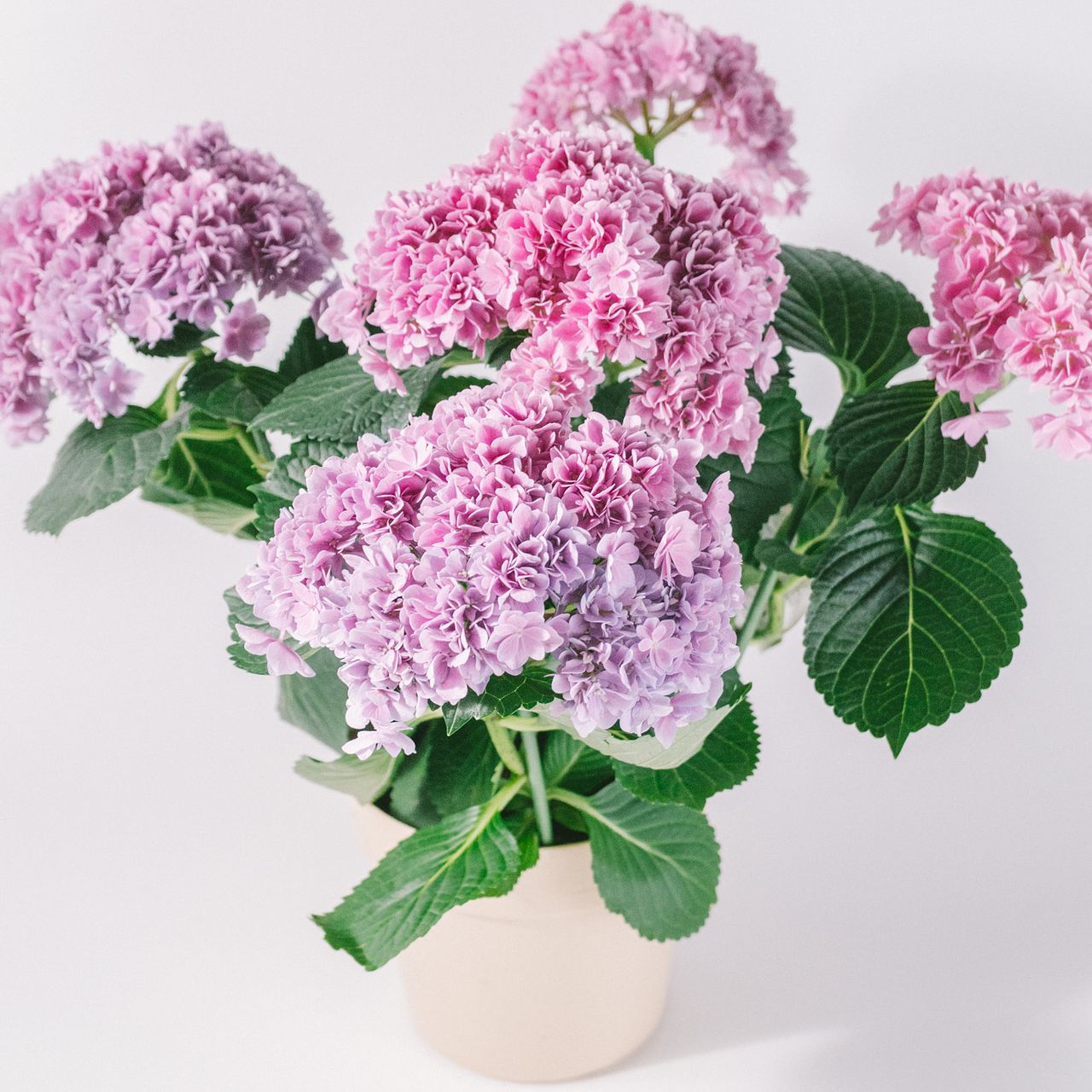 紫陽花「もこもこたん」
