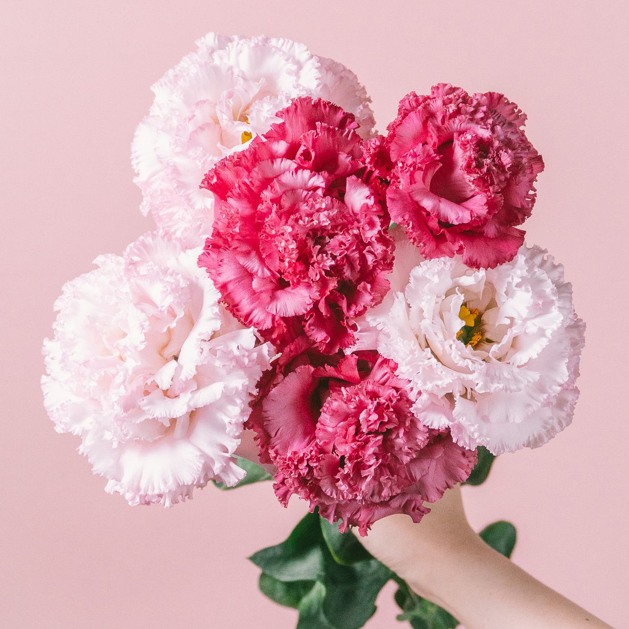 中曽根さんの極上トルコキキョウ「NFカシス＆NFマーモピンク」