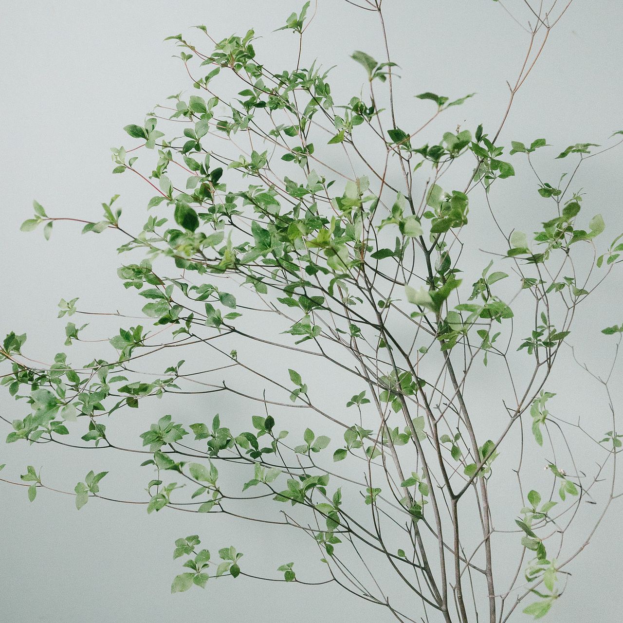 ドウダンツツジ（ロングサイズ）