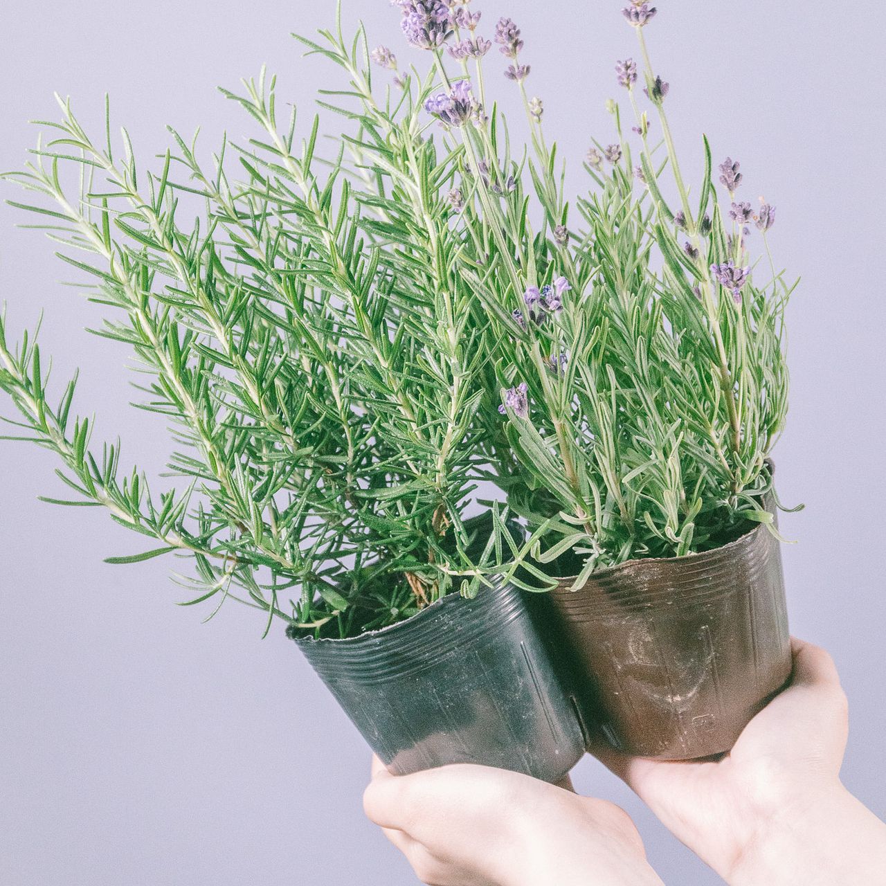 ラベンダー ローズマリー 花咲くラベンダーとローズマリー（2鉢セット）