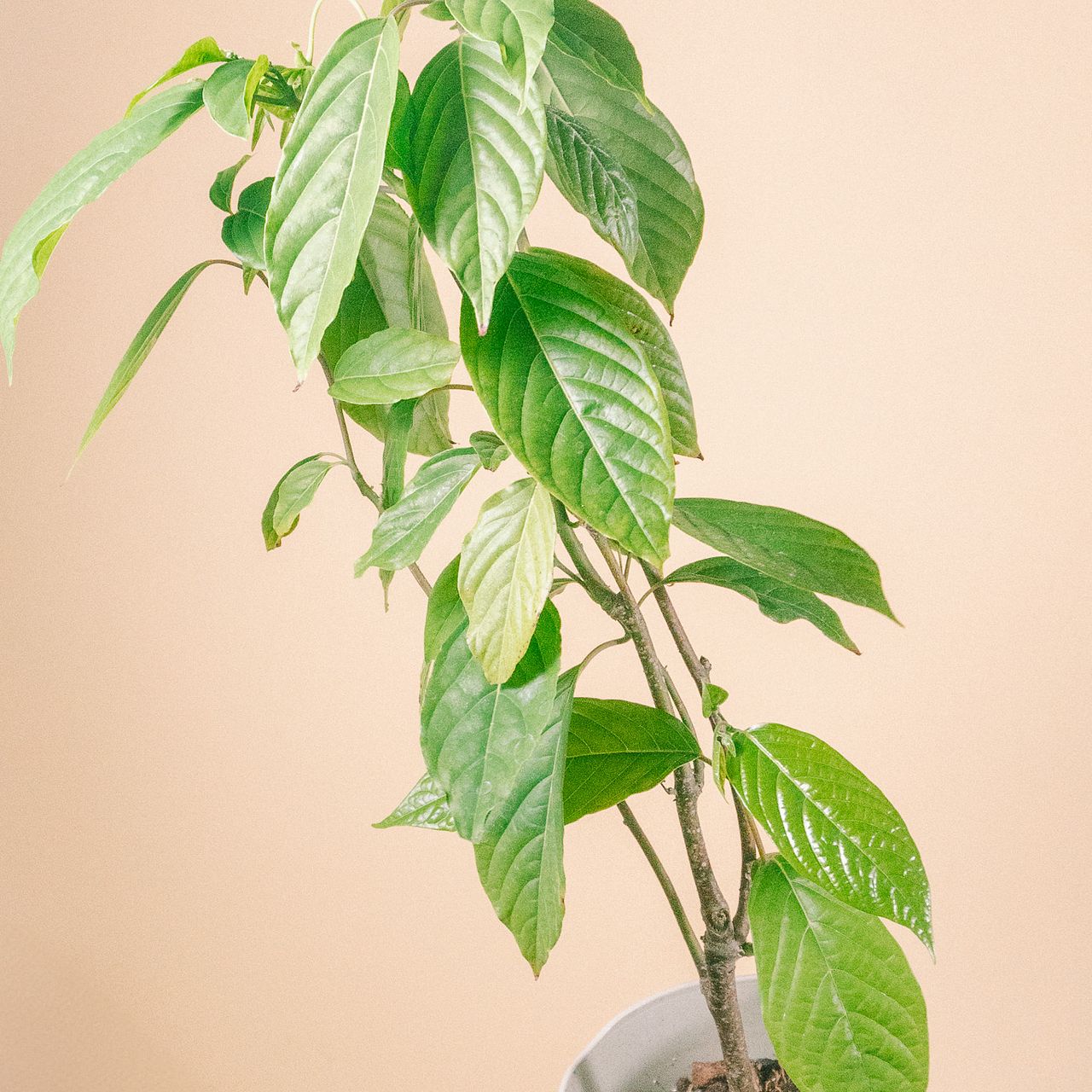 希少！高級香水の元「イランイランの木」