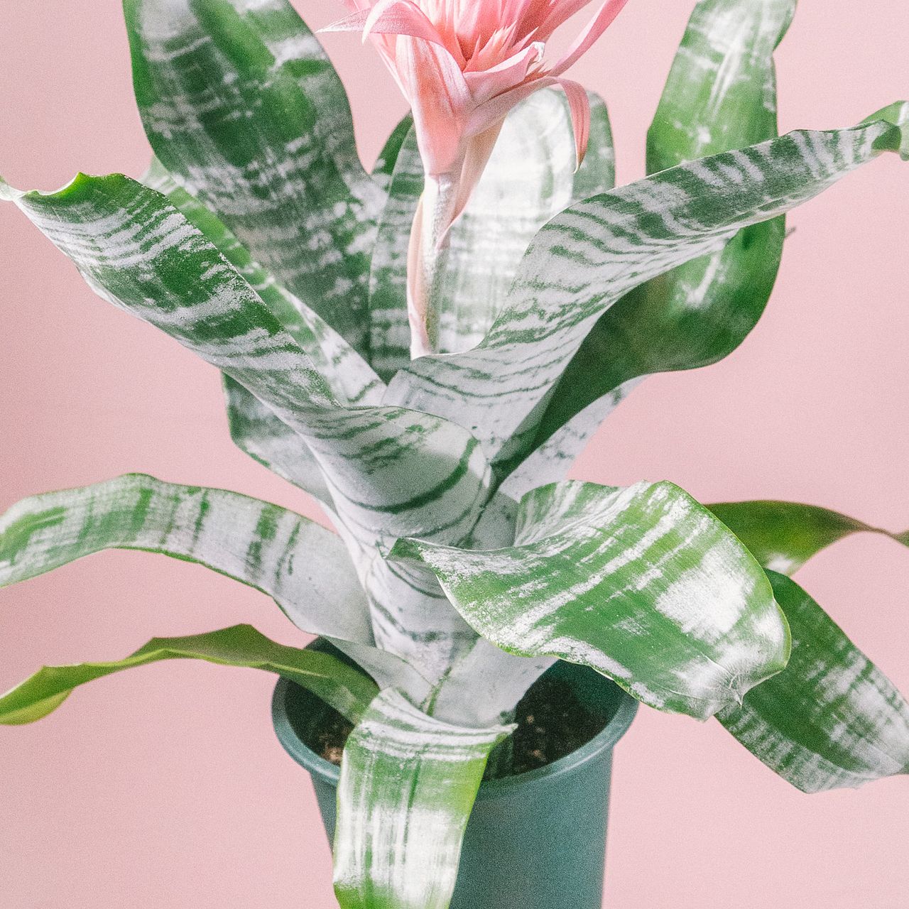 観葉植物　エクメア　ファッシアータ　バリエガータ　5寸4鉢 観葉植物 エクメア ファッシアータ バリエガータ 5寸4鉢 観葉