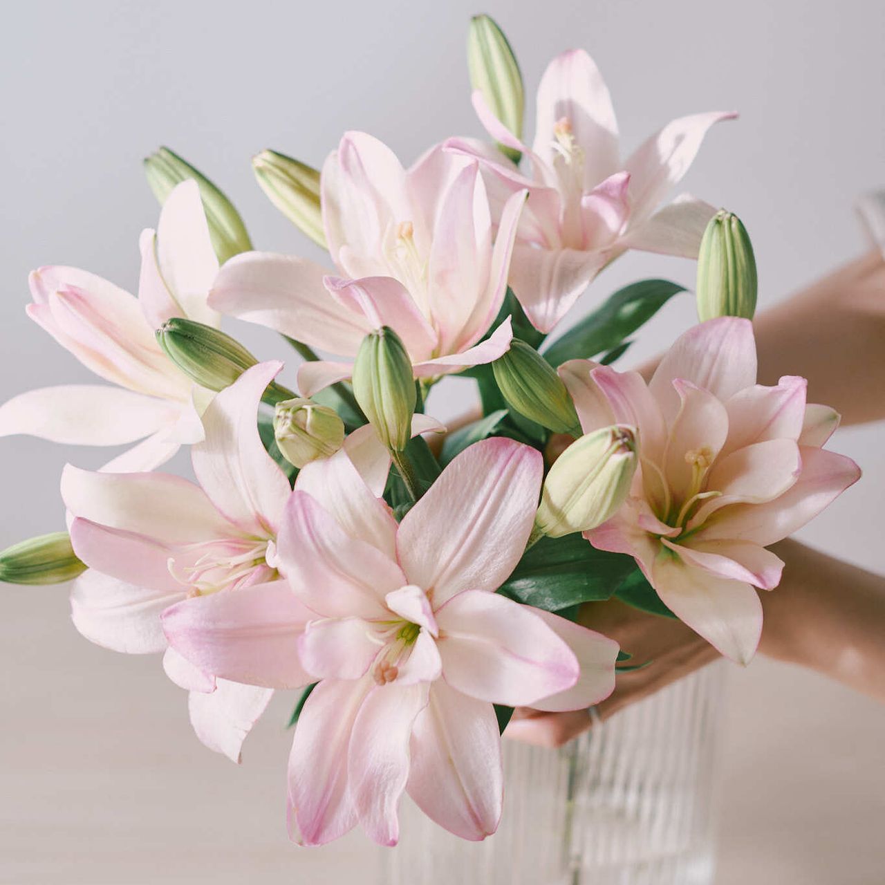 産直】今井ゆり園の水彩ピンクリリー