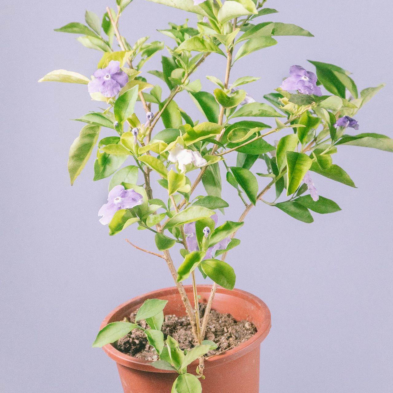 香るパープルのお花「ニオイバンマツリ」