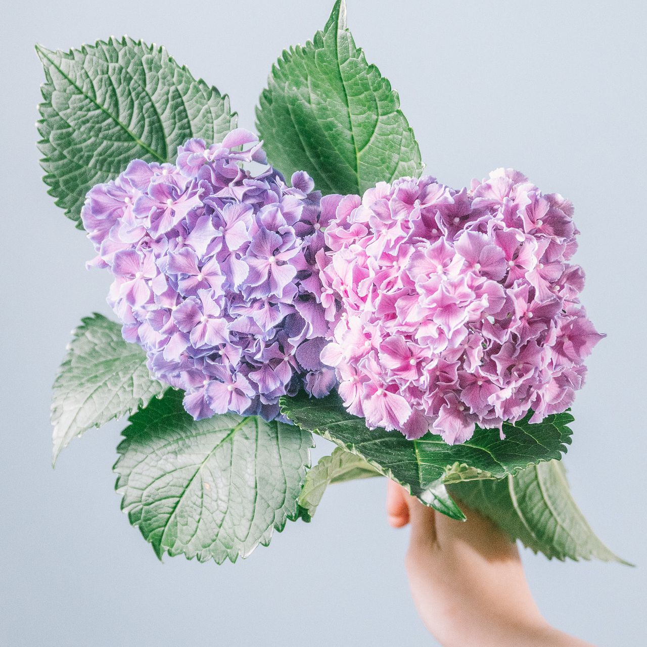 アキバナーセリーの紫陽花「マジカルセレナーデ」