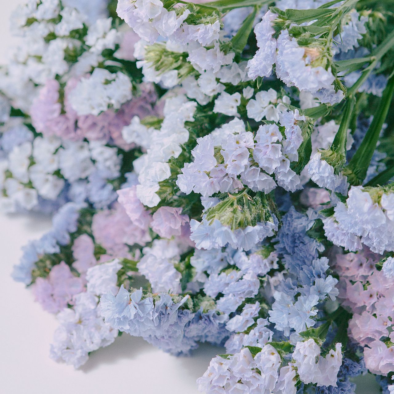 産直】北海道のおまかせスターチス（ブルー・パープルアソート）