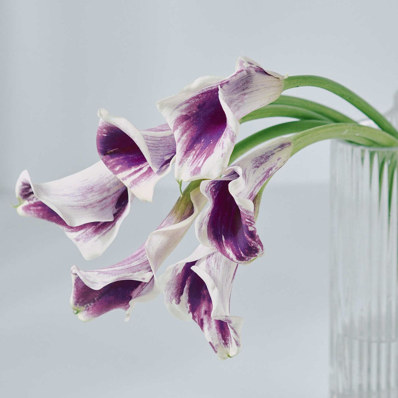 月田さんの森のカラー「ピカソ」