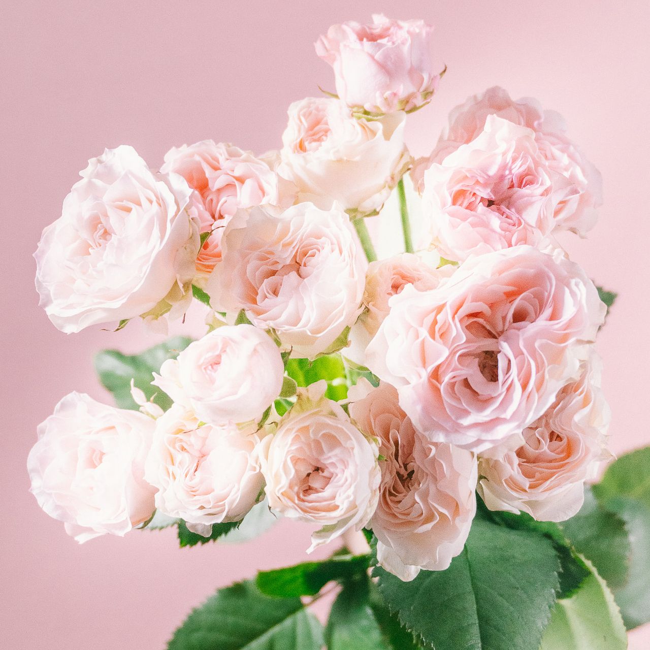 【希少・美品】コレール ローズ 薔薇 ピンク まとめ売り 7月のお買い得】希少ローズ「アンティークウェディング」