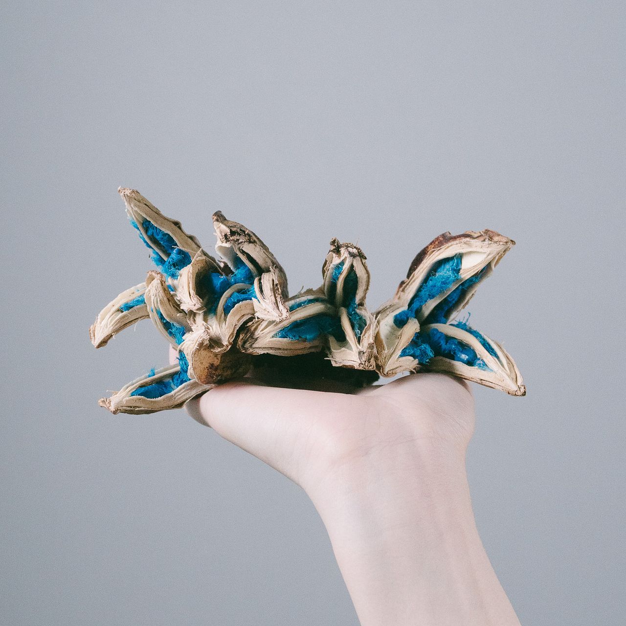 お世話いらず「タビビトノキ」