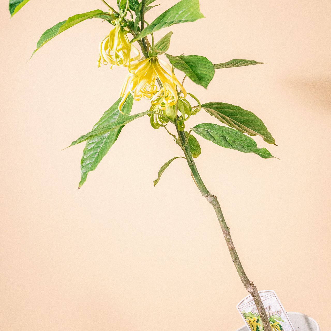 希少！高級香水の元「イランイランの木」