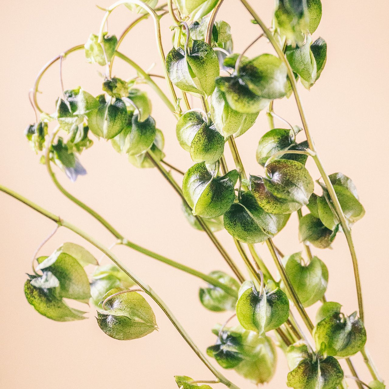 large_23660629-77dd-4412-814a-