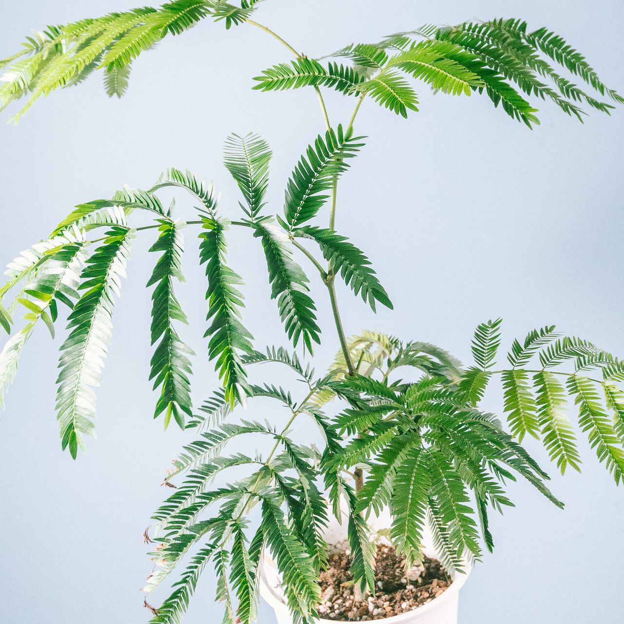 幸福を呼ぶ「エバーフレッシュ」