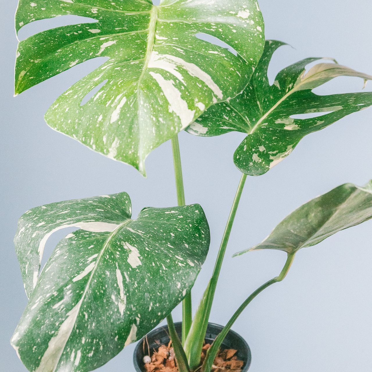 斑入りモンステラ「タイコンステーション」（4号）