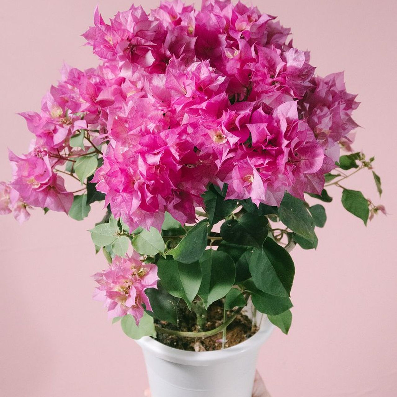 ブーゲンビリア八重　 No955 らくらくメルカリ便発送‼️ ブーゲンビリア八重 No955 らくらくメルカリ便発送‼️ - メルカリ