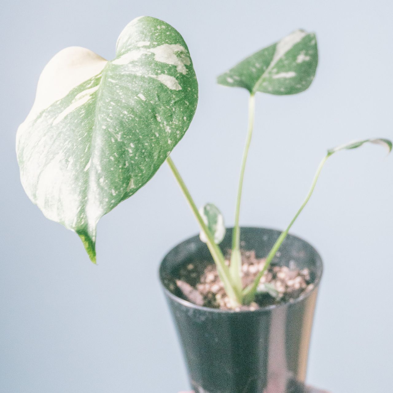 つねりん オルゴナイト　モンステラ型　4点 つねりん オルゴナイト モンステラ型 4点 つねりん オルゴナイト