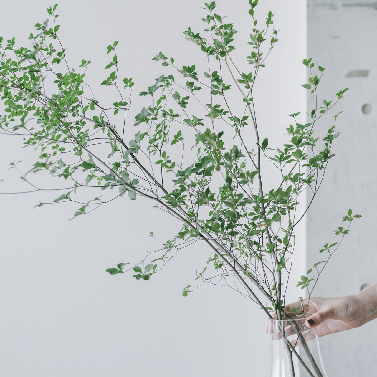 ドウダンツツジ（ロングサイズ）