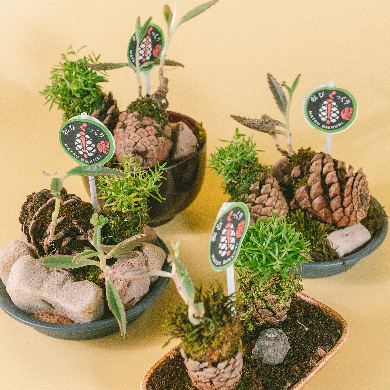 おまかせ松ぼっくりの寄せ植え（1個）