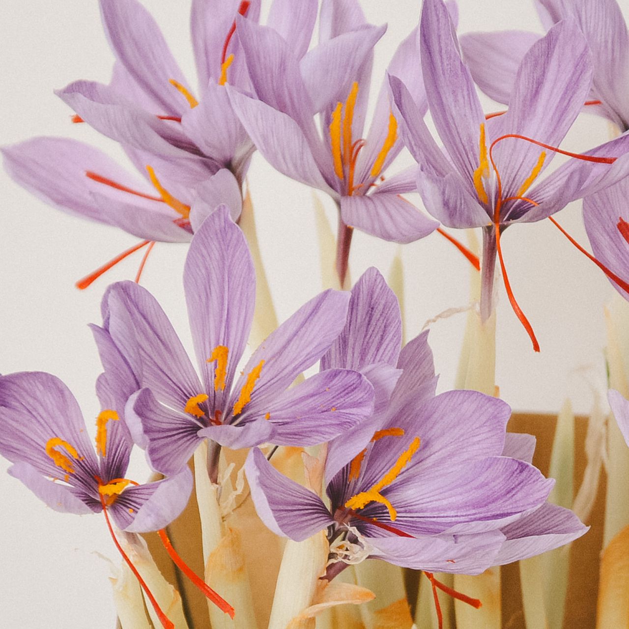 希少！土も水もいらない「サフランの球根」