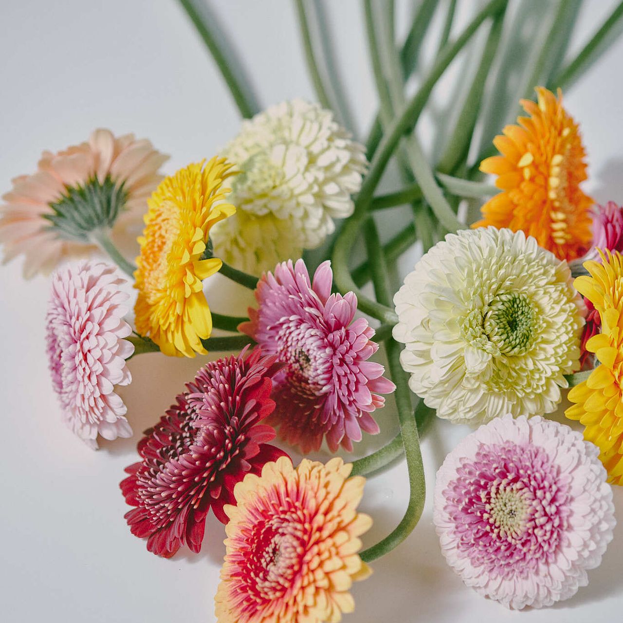 産直】松木園芸のおまかせポンポンガーベラ