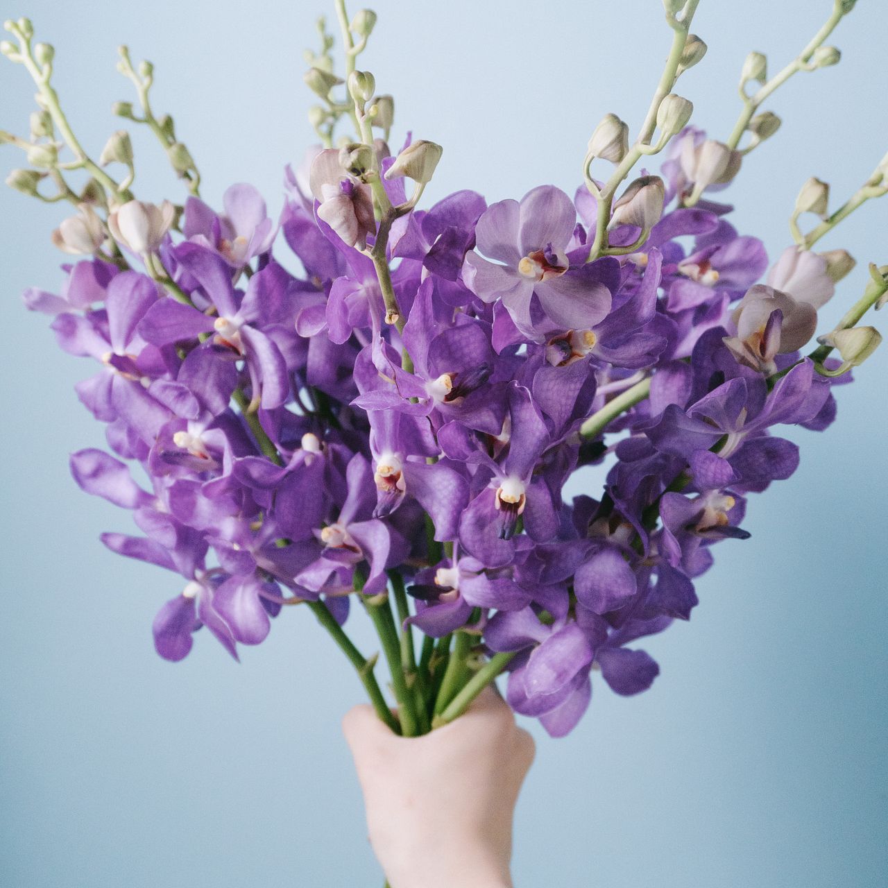 ライラックブルーのモカラ