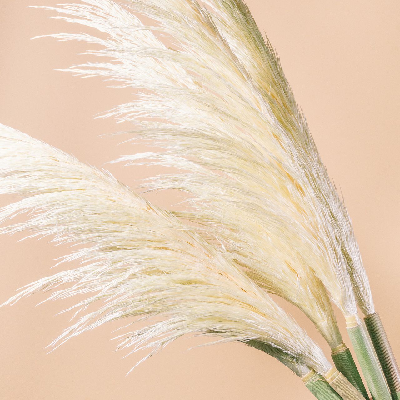 Fluffy　パンパスグラス セール】パンパスグラス ドライフラワー ふわふわ インテリア