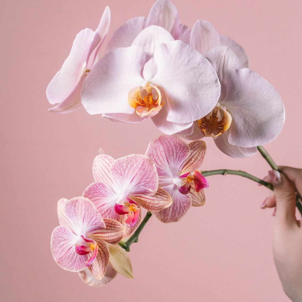 日野洋蘭園のシビルとエマ（2本）