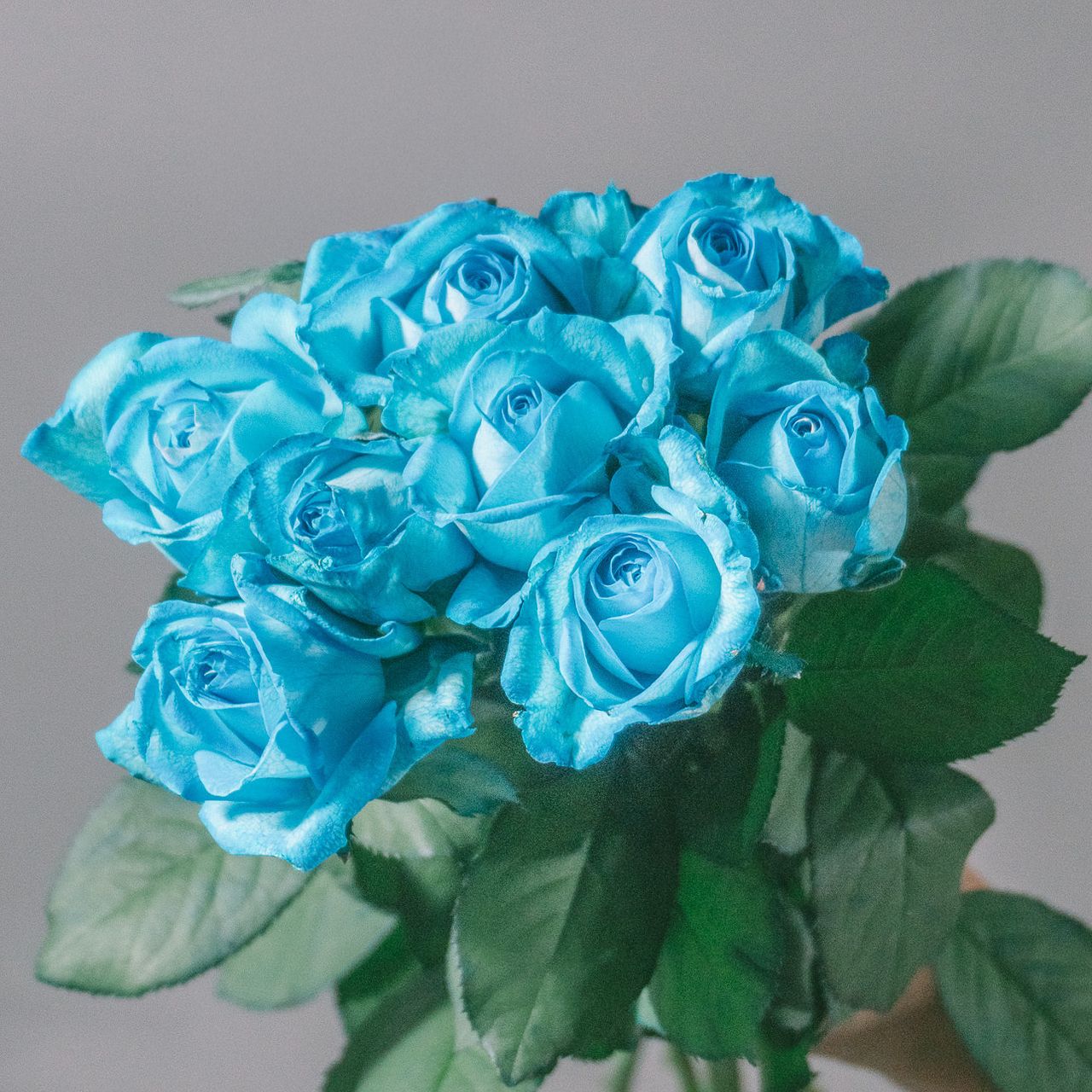 スカイブルーローズ