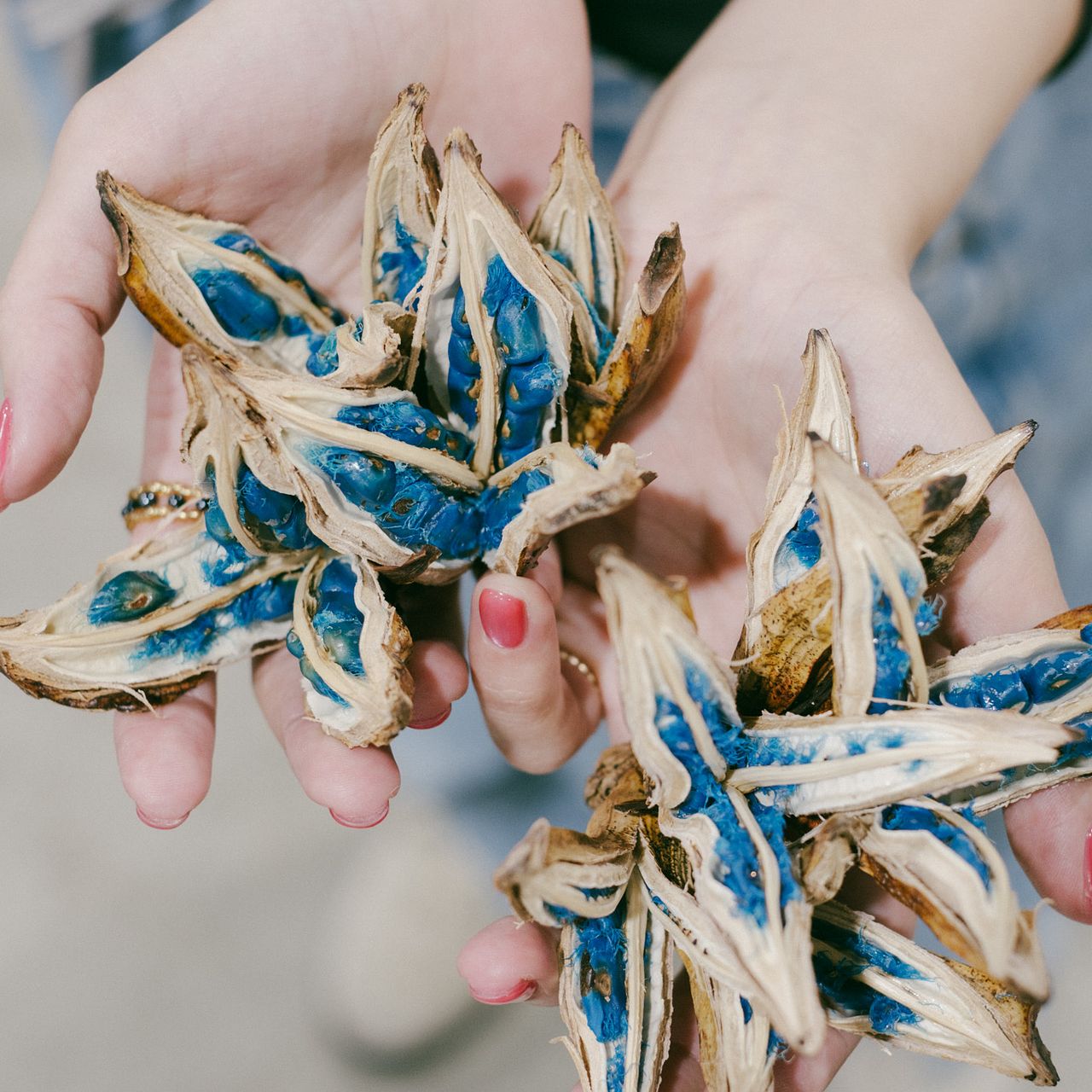 お世話いらず「タビビトノキ」(1個)