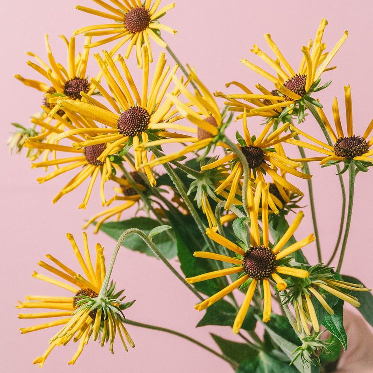 large_6f868537-96e0-43bf-8258-