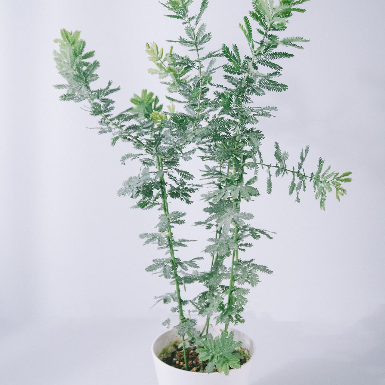 ミモザアカシア