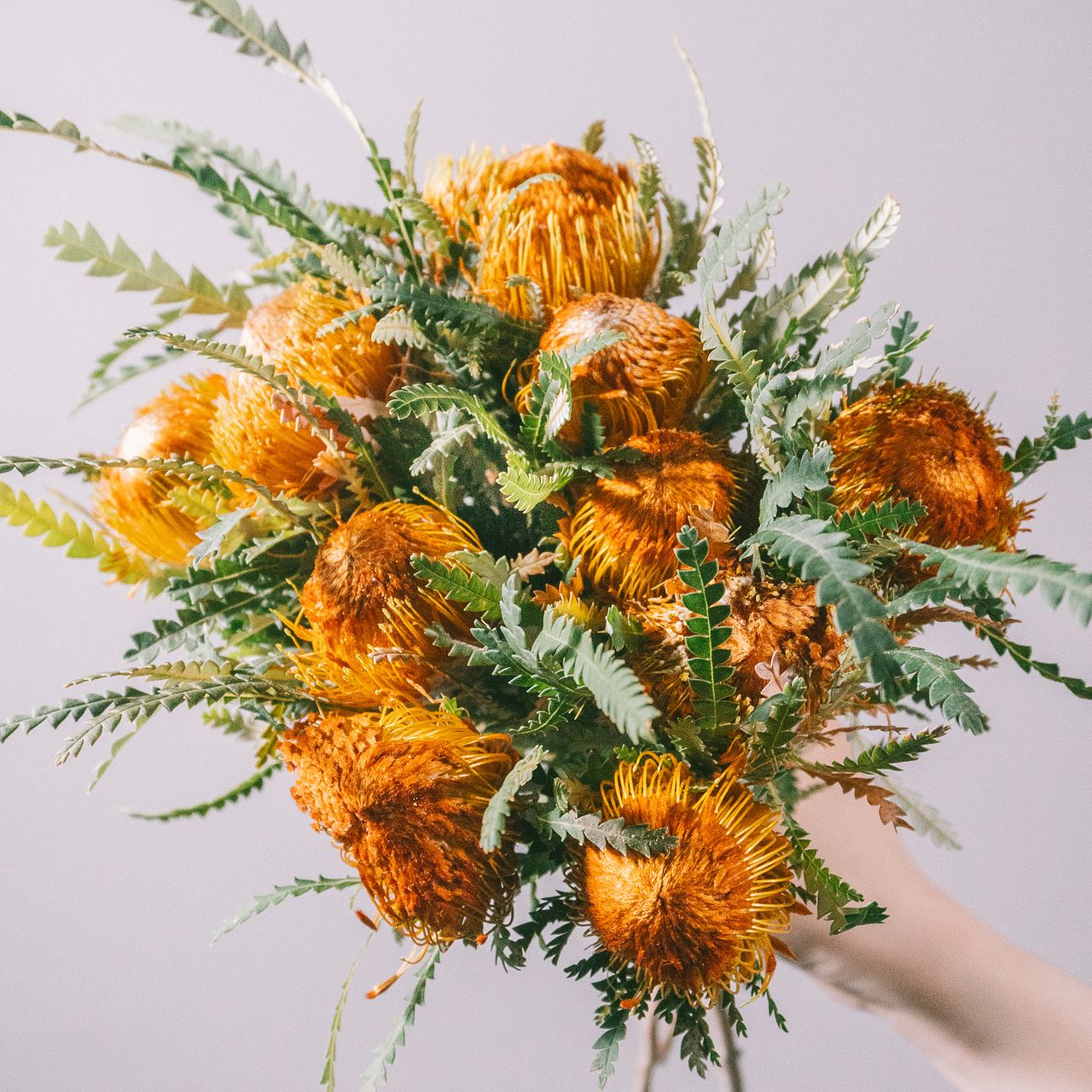 8月のお買い得】ドライアンドラ「フォルモーサ」