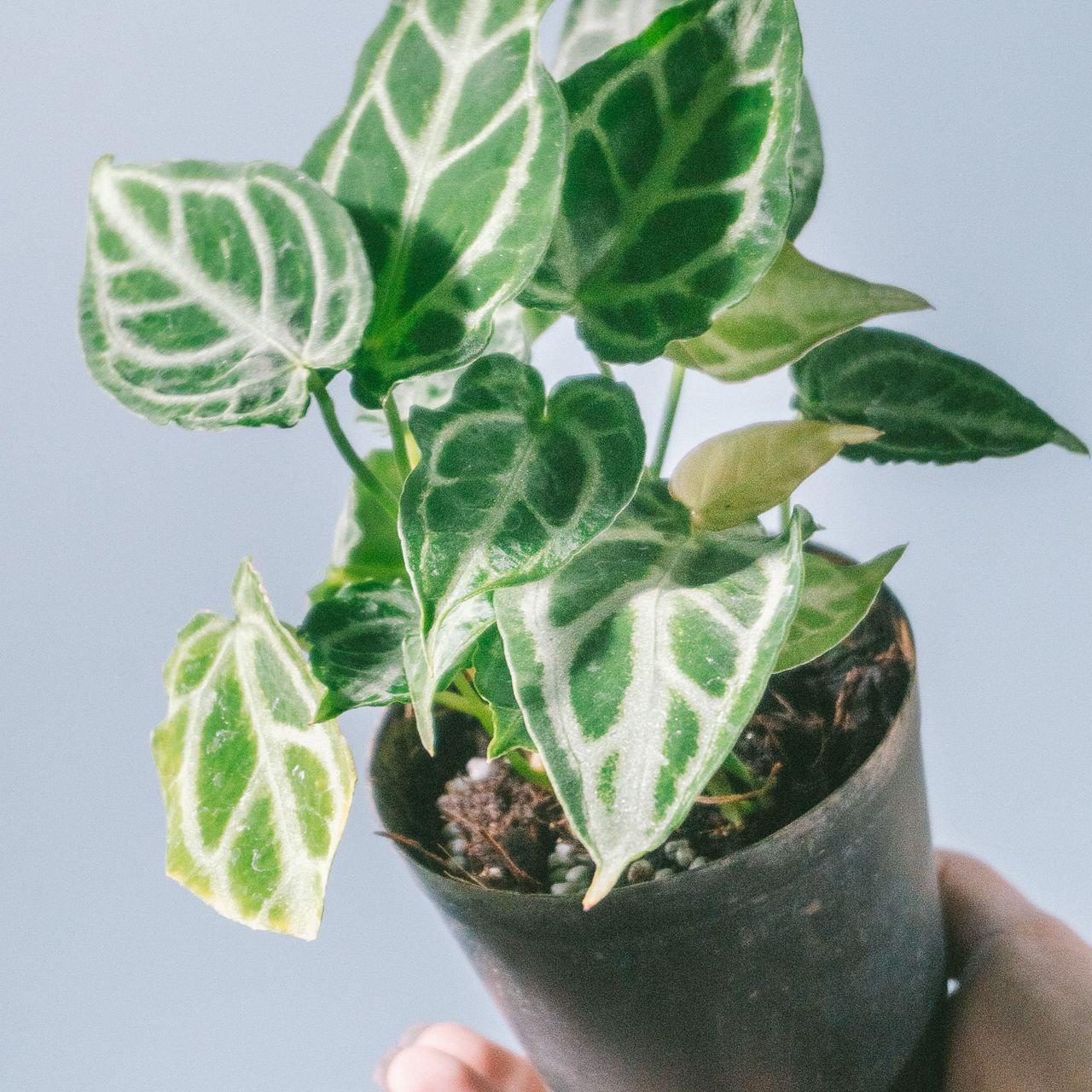 large_dac70f13-4be2-4f8b-a60e-