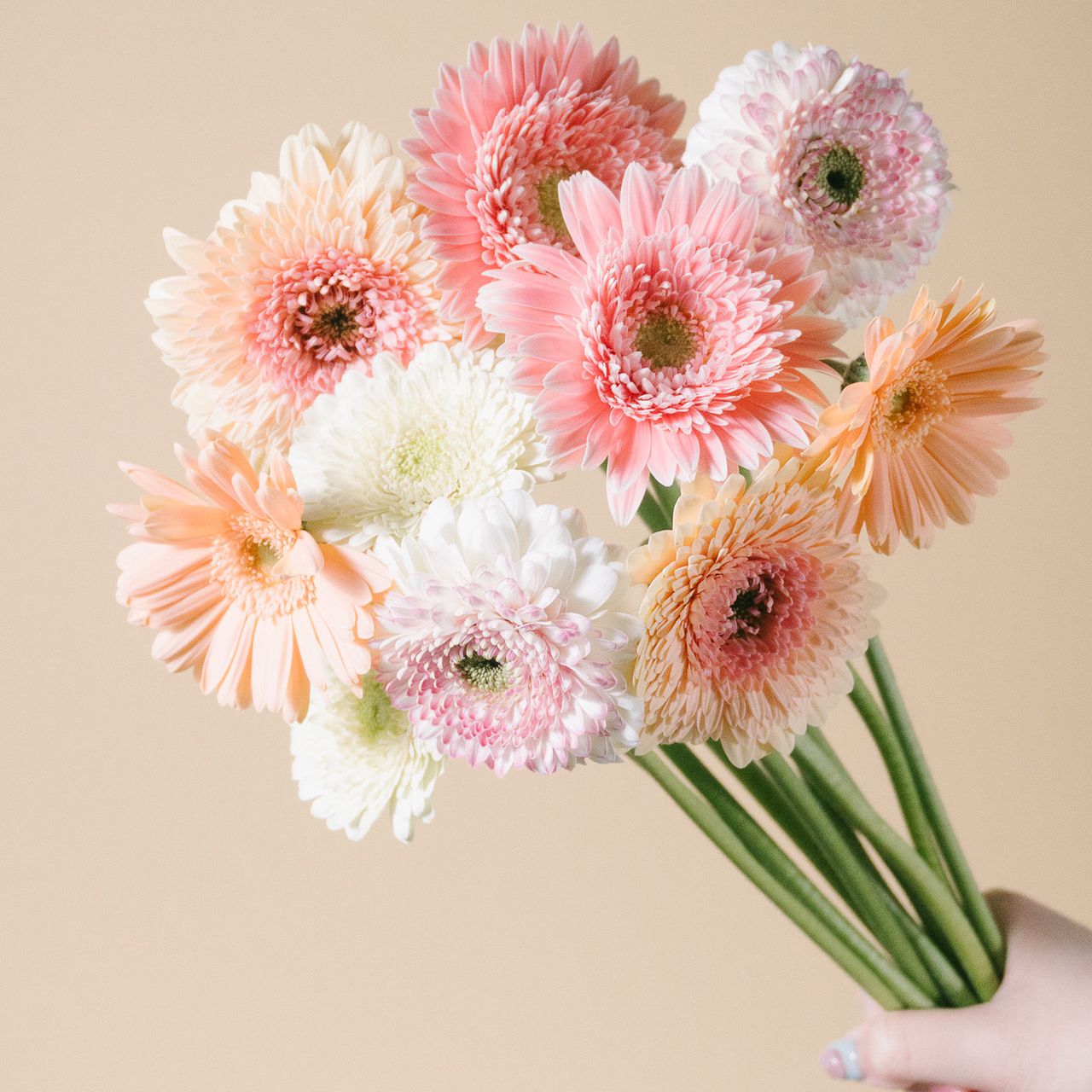 ガーベラ！　9月1日購入 large_320c55e8-ad08-4516-909c-