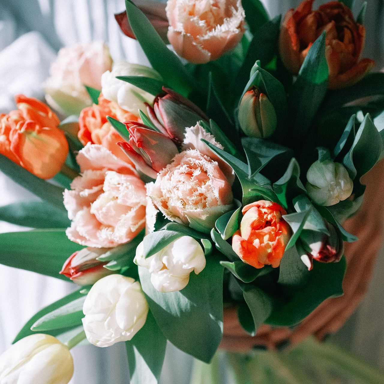 産直】センティアのおまかせチューリップ