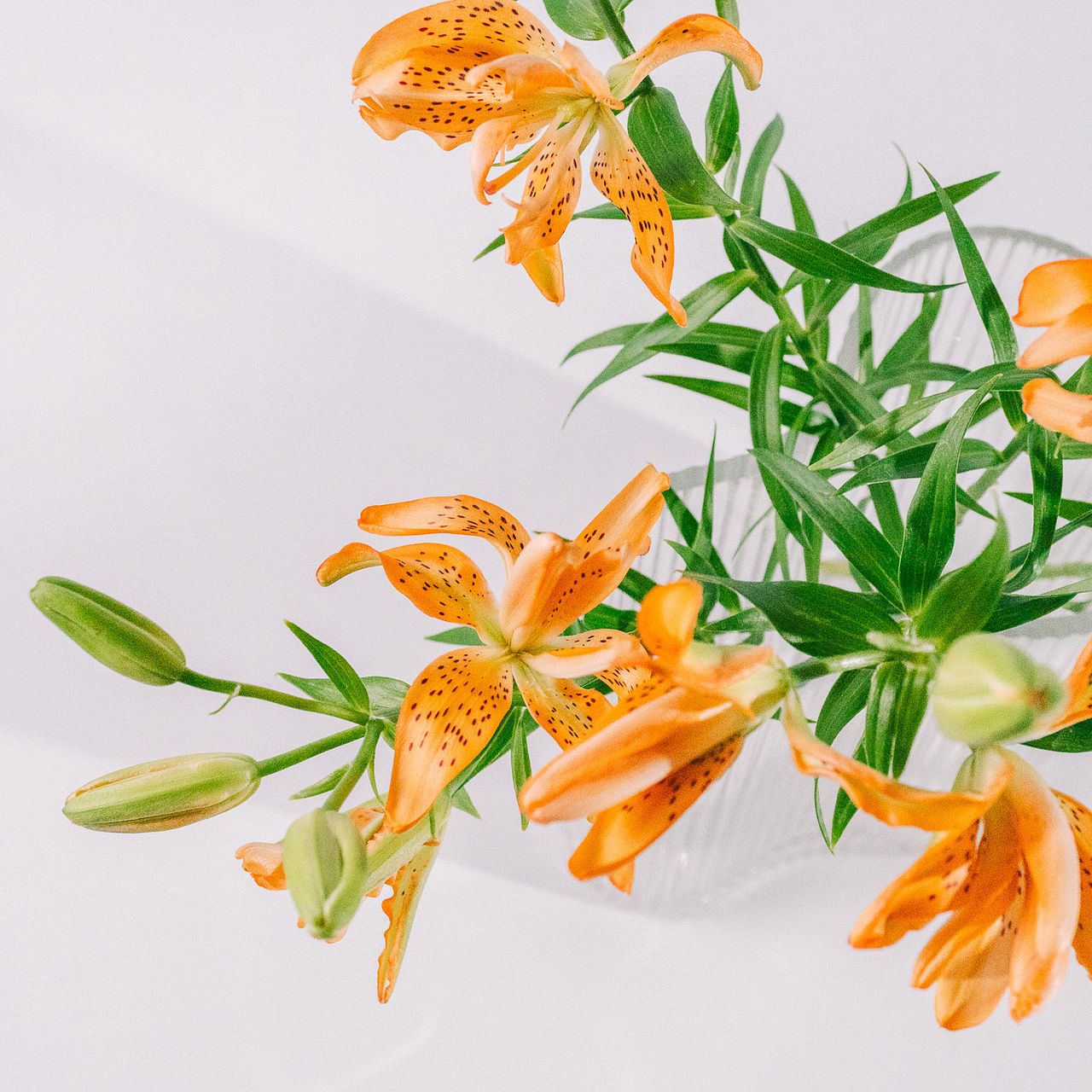 産直】今井ゆり園のシトラスフェアリーリリー