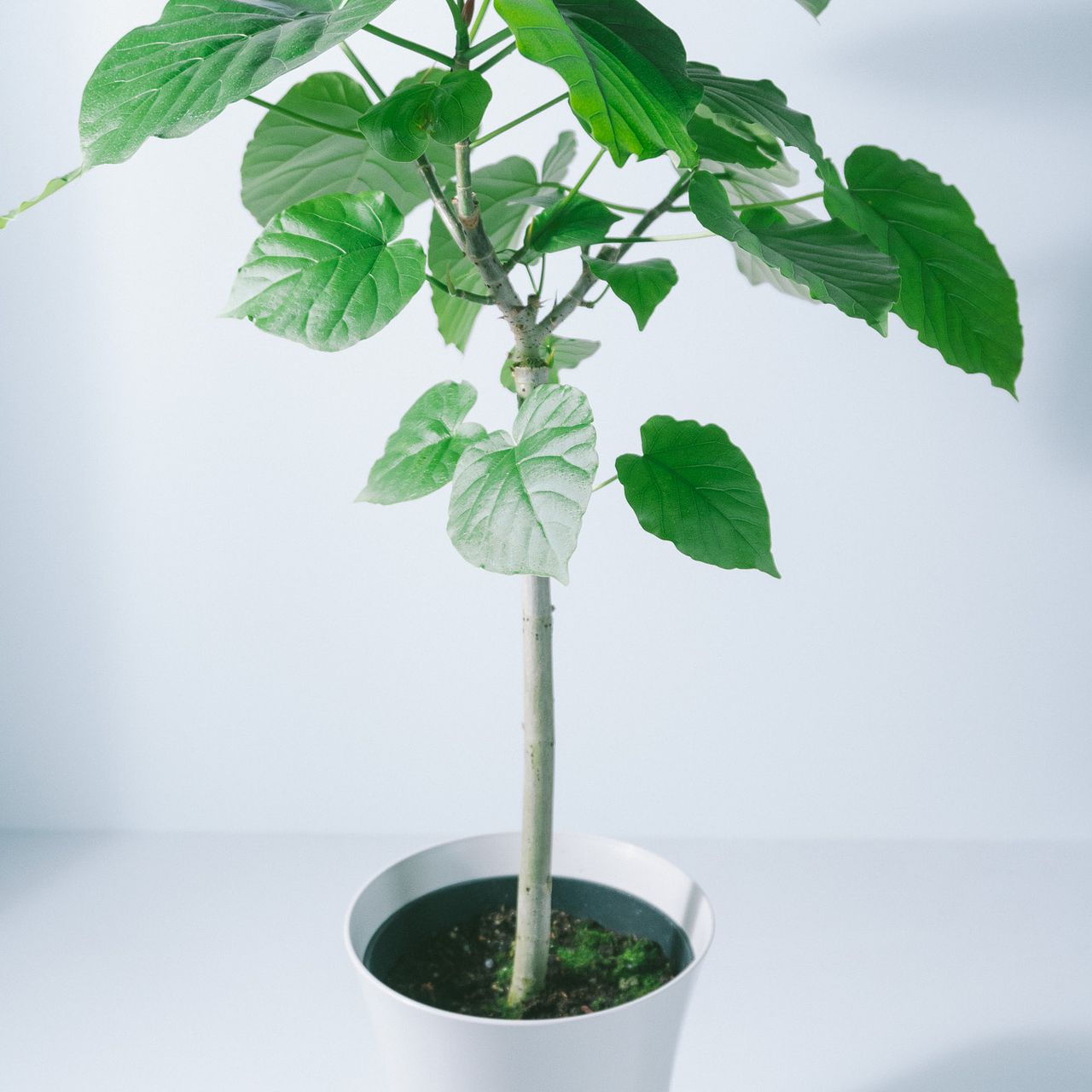 フィカス　ウンベラータ6号　 250916 ウンベラータ 6号 | 観葉植物の通販ならHitoHana（ひとはな）