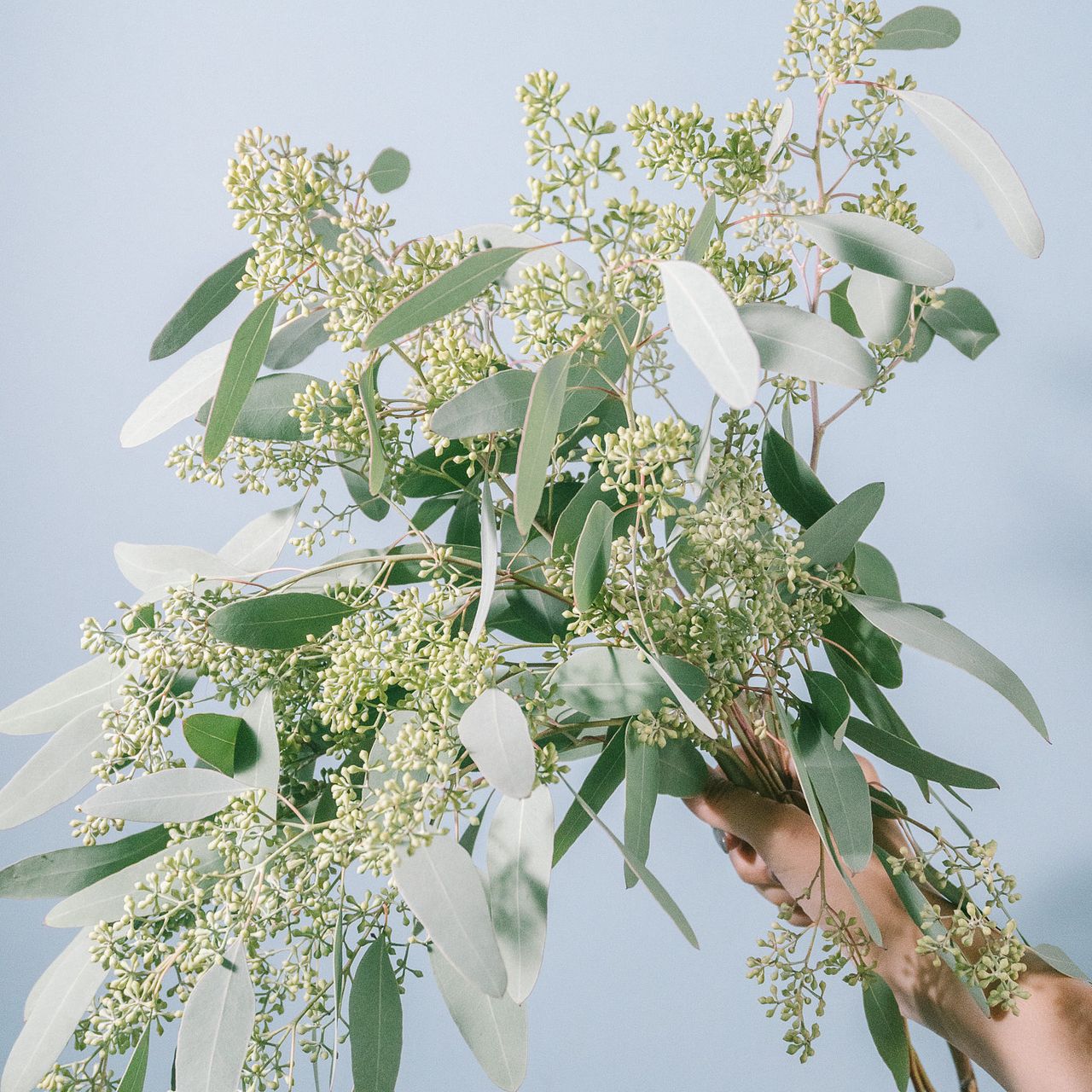 hana ❀ tsumugi … ♡さまユーカリ銀世界+ポポラス ポポラスユーカリ笹葉ユーカリ銀世界ユーカリパルブラユーカリ