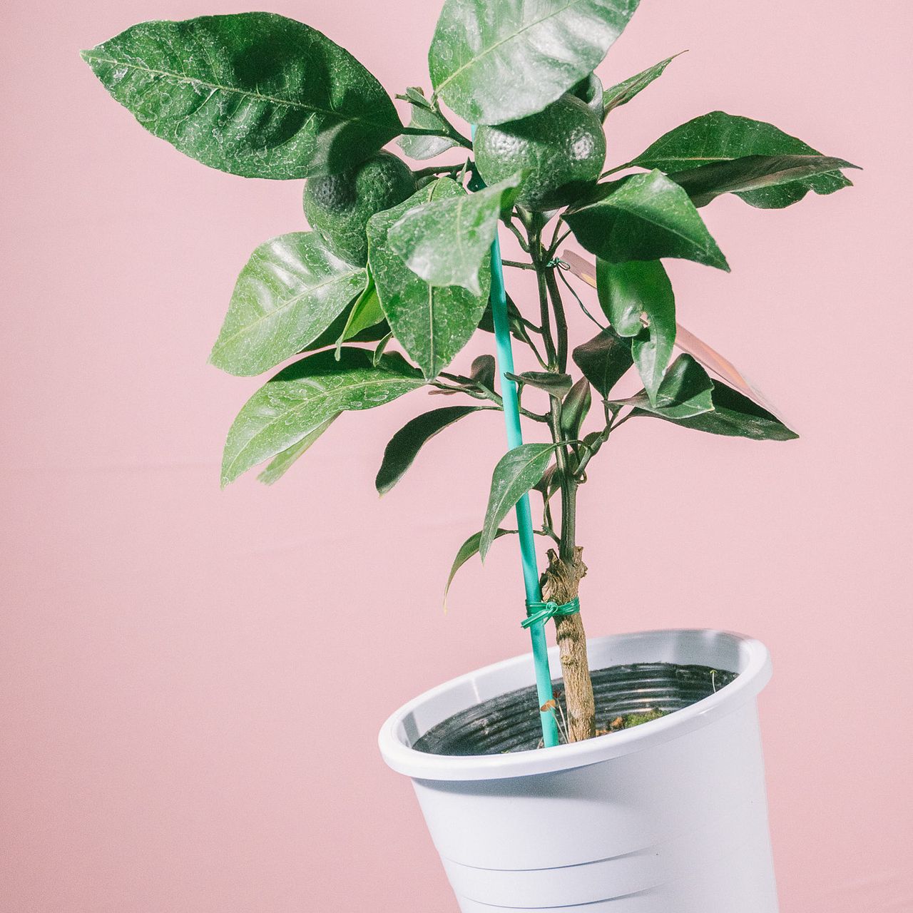 温州みかんの木（5号）