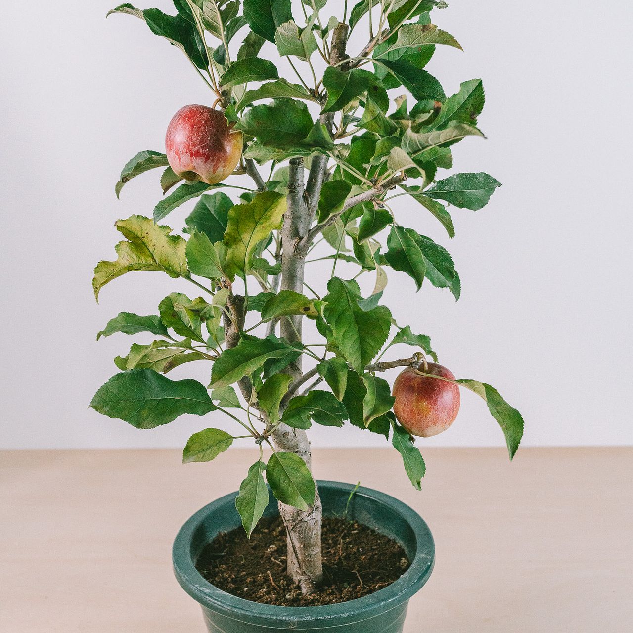 小さなりんごの木「アルプス乙女」