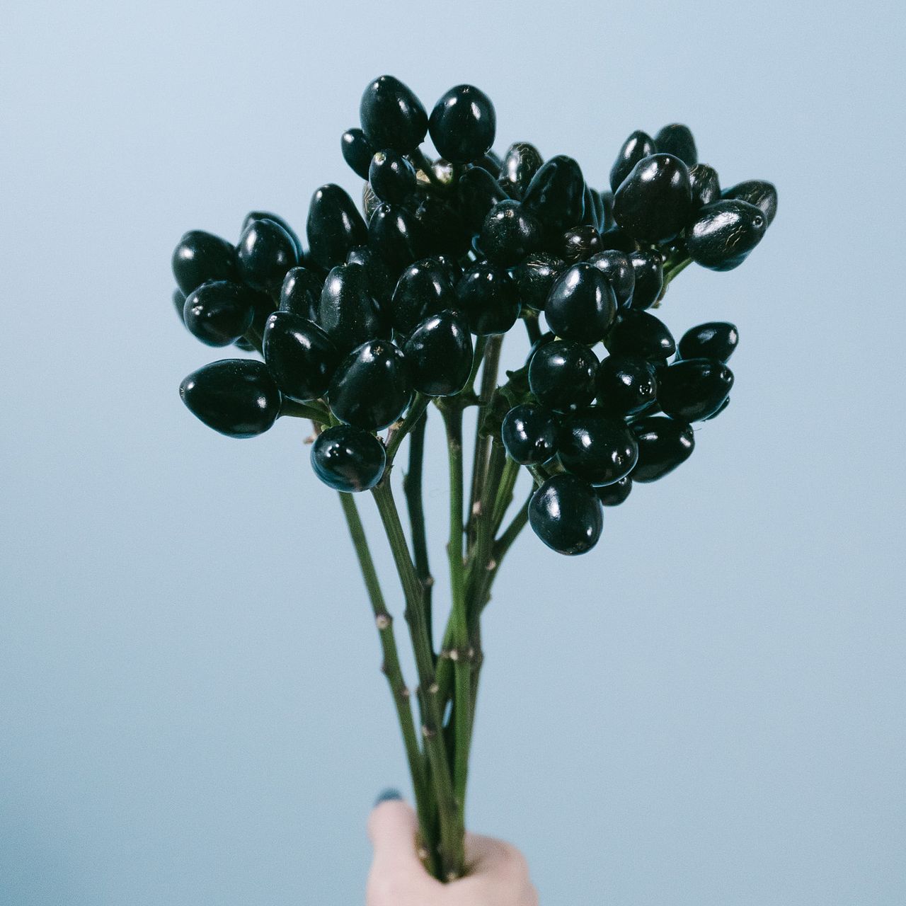 ドライフラワー❇️コニカルブラック❣️唐辛子とアンバーナッツ ドライフラワー❇️コニカルブラック❣️唐辛子とアンバーナッツ