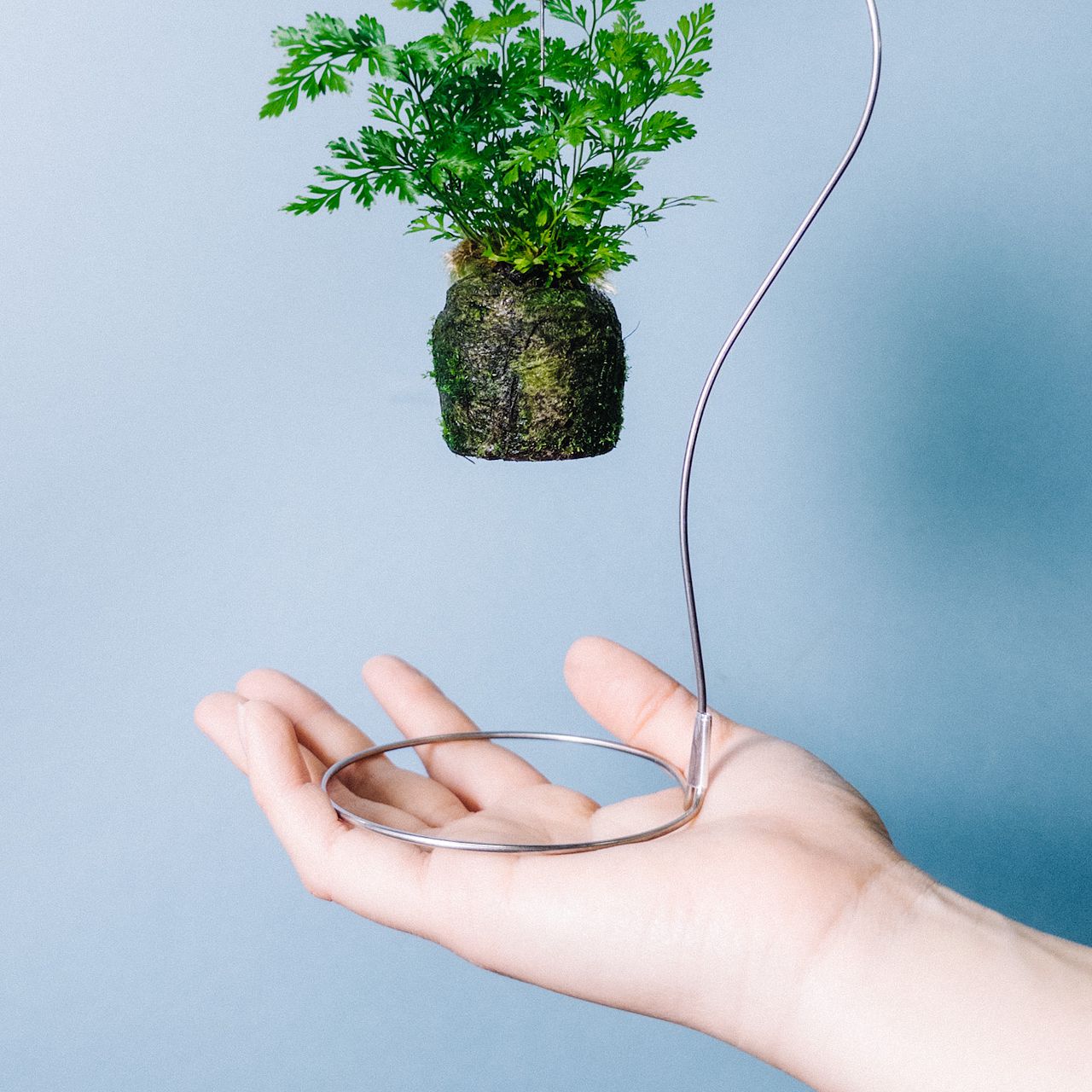 スタンド付きタバリアの苔玉