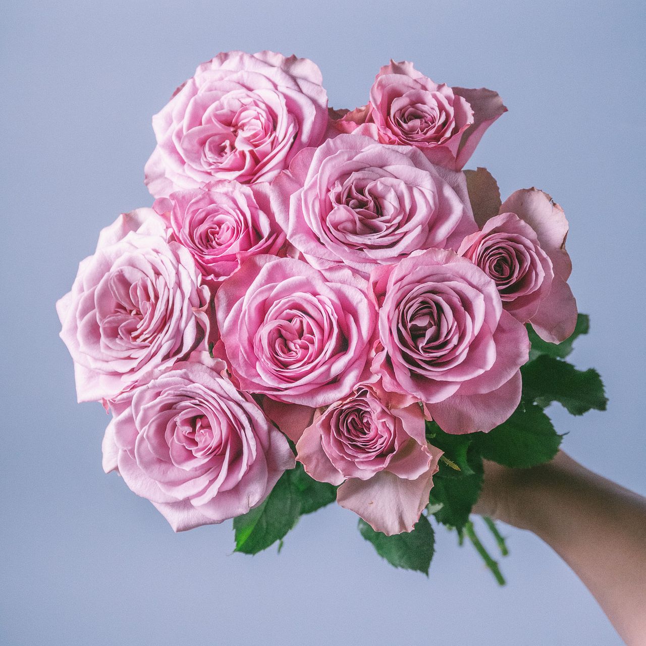 9月のお買い得】バラ「アヴニール」（9〜10本）