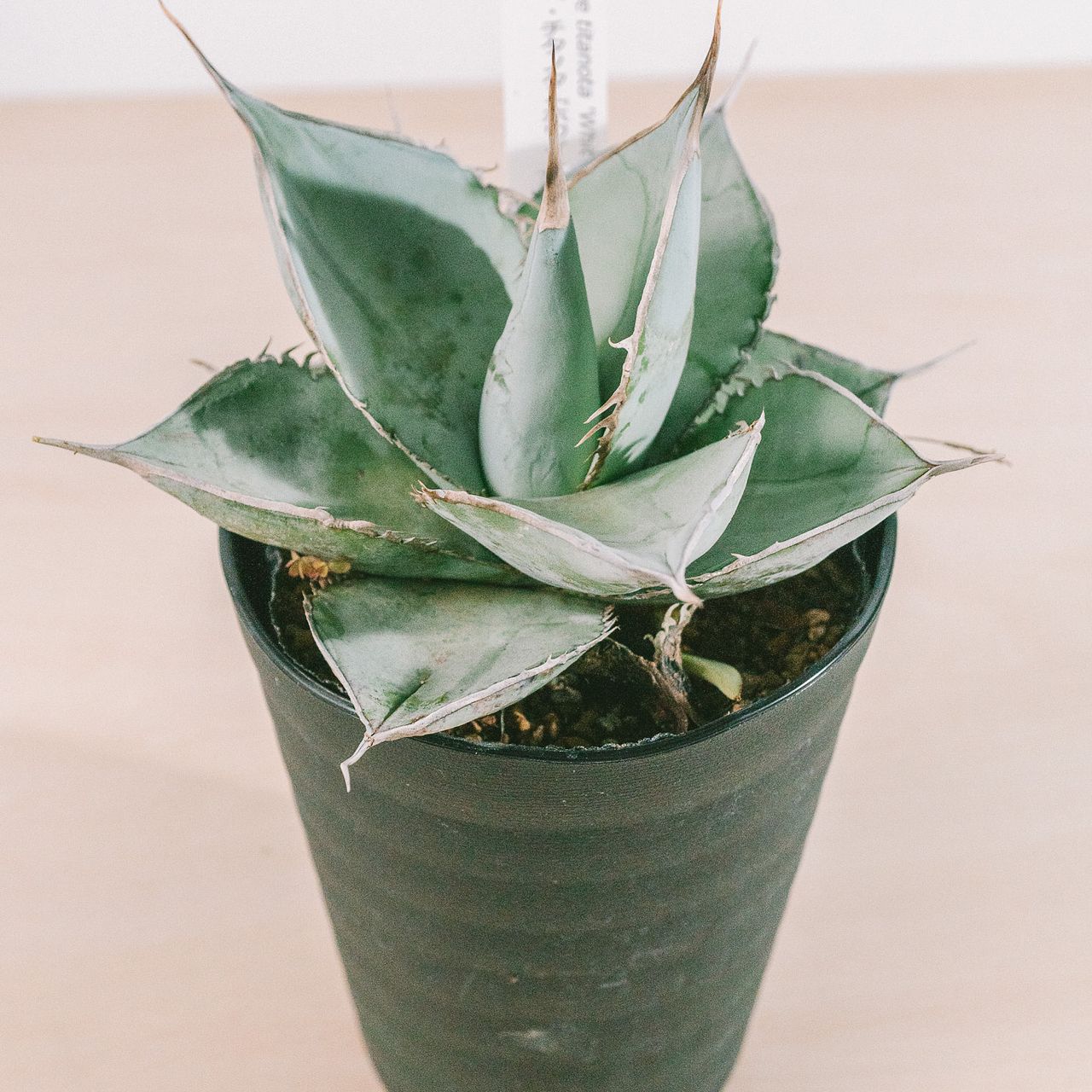 u*f様 アガベ ホワイトアイス 斑入り 白氷 アガベ「ホワイトアイス」