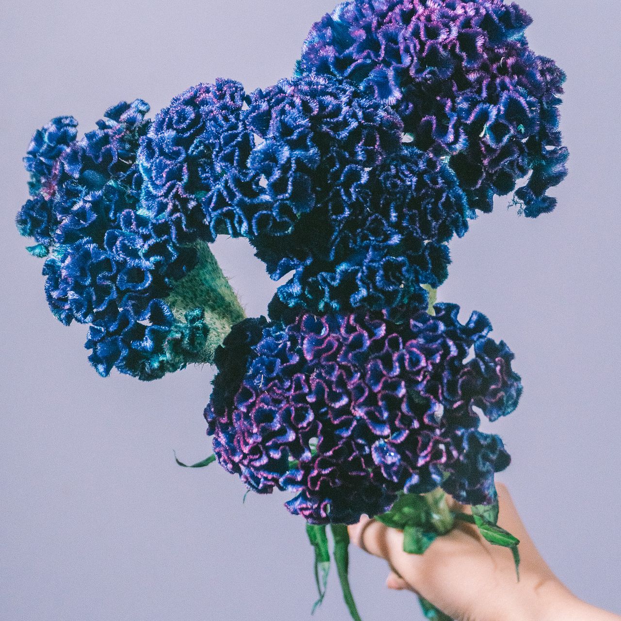 染めブルーケイトウ