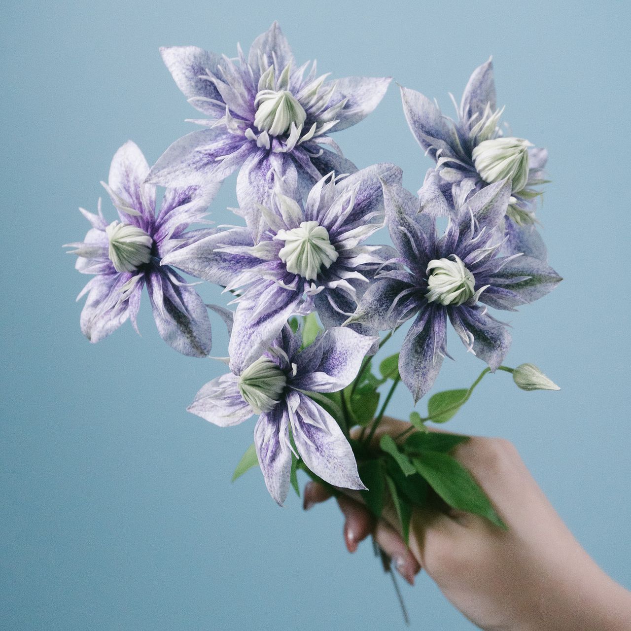 希少クレマチス「水面の妖精」