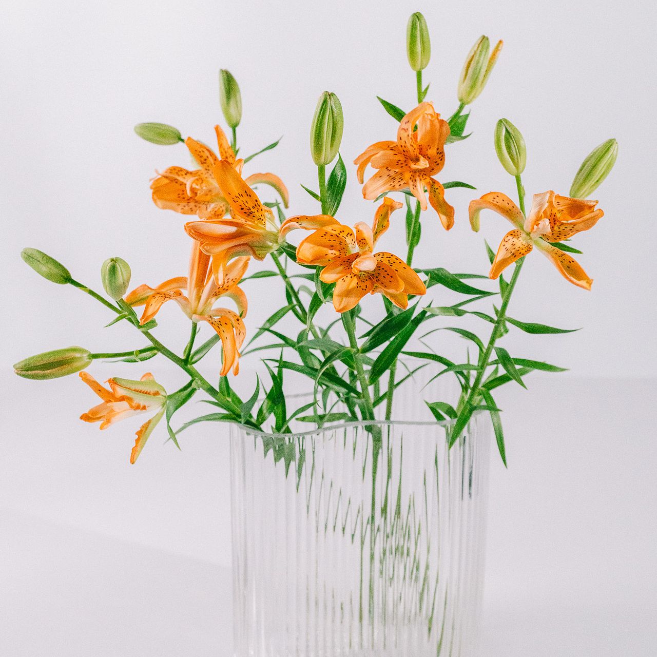 産直】今井ゆり園のシトラスフェアリーリリー（5本）