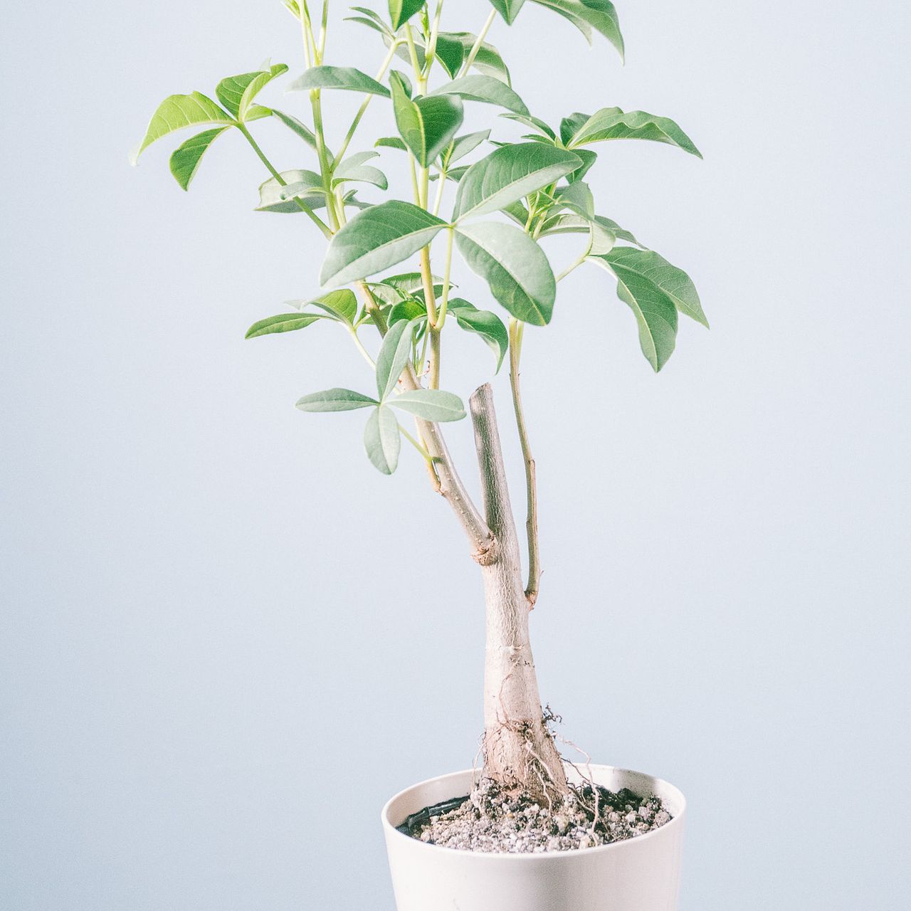 神秘的なバオバブの木「グレゴリー」