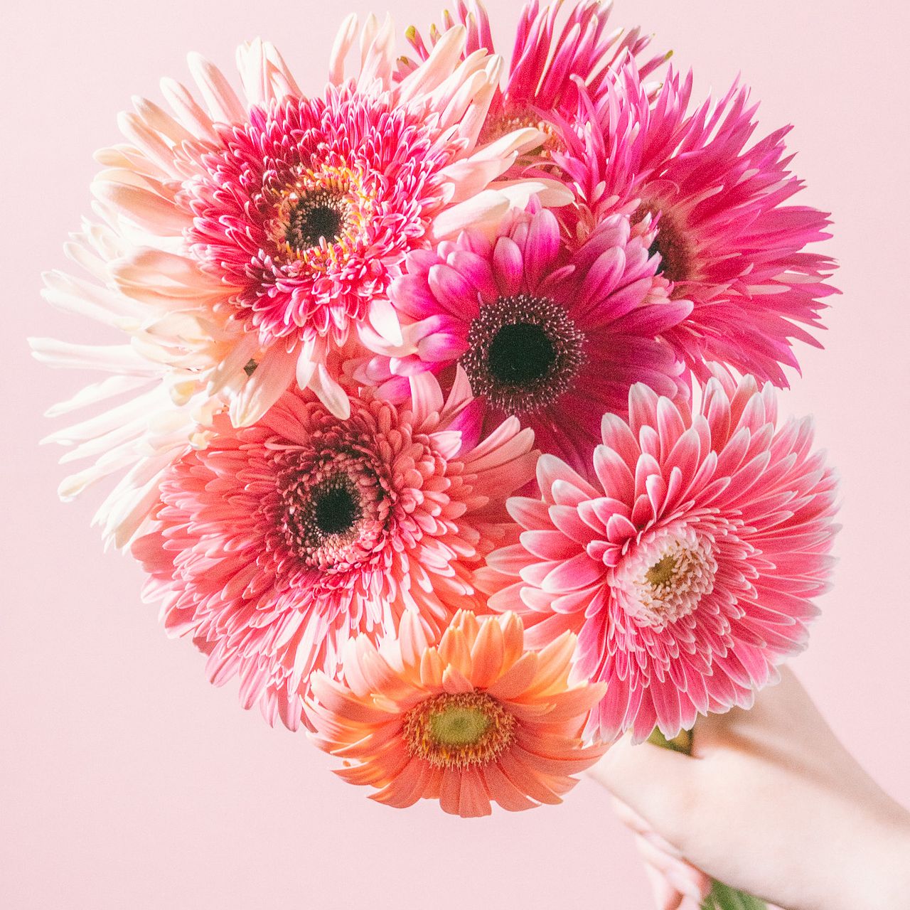 松下園芸のピンクアソート「ガーベラ」