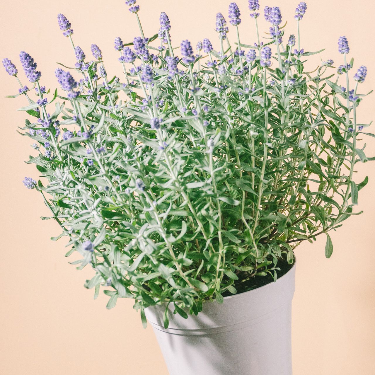 AGF オトメイト　当たり　ぜベネラ AGF オトメイト 当たり ぜベネラ AGF2025特設サイト | VS AMBIVALENZ