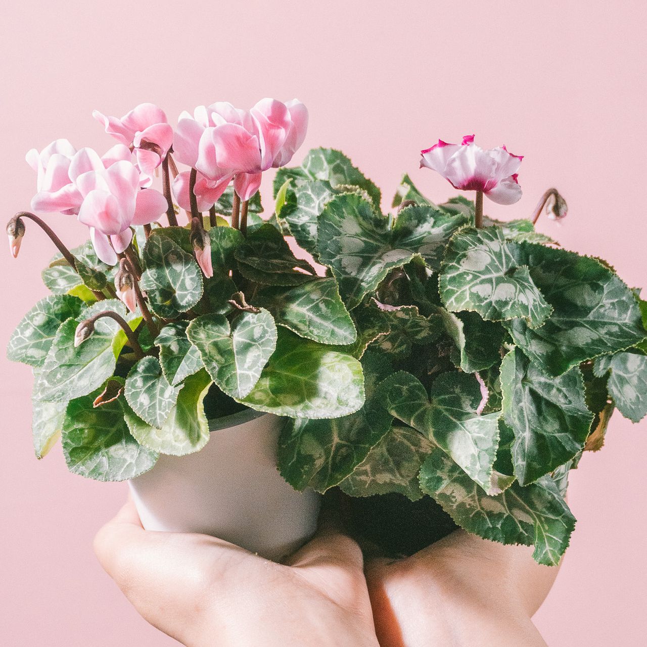 香るミニシクラメン「アブソリュドゥモレル&パリジェンヌ」